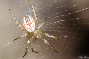 araña macro tamron 90mm tubos de extensión para facebook