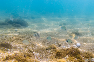 buscando a nemo peces tamron 17-50 fotografía submarina para facebook-2