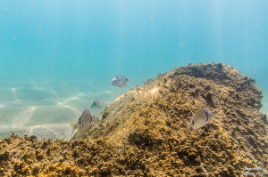 buscando a nemo peces tamron 17-50 fotografía submarina para facebook-3