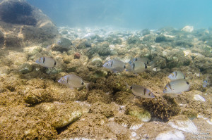 buscando a nemo peces tamron 17-50 fotografía submarina para facebook