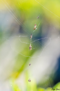 telaraña macro tamron 90mm 2.8 nikon enfoque y foto para facebook