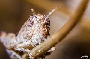 macro saltamontes para facebook tamron 90mm