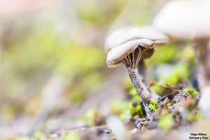 seta otoño macro d750 para nikon