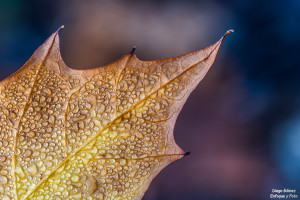 macro hoja con rocio nikon d750 enfoque y foto para facebook