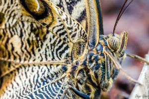 mariposa macro muy macro tamron 90mm para facebook