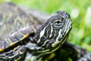 tortuga retrato nikon d750 enfoque y foto para facebook