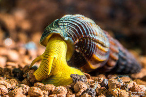 caracol elefante nikon d750 enfoque y foto para facebook