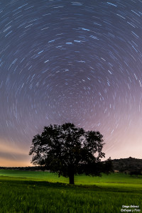 larga exosición arbol circunpolar samyang 14 enfoque y foto para facebook