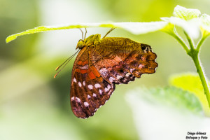 mariposa macro parque de las ciencias enfoque y foto para facebook