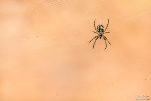 araña macro tamron enfoque y foto para facebook