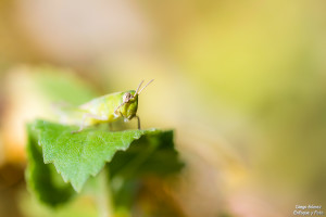 macro saltamontes verde ojos tapados enfoque y foto para facebook