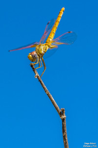 libelula macro fondo azul enfoque y foto para facebook