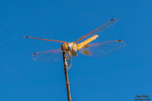 libelula-de-frente-macro-enfoque-y-foto-para-facebook